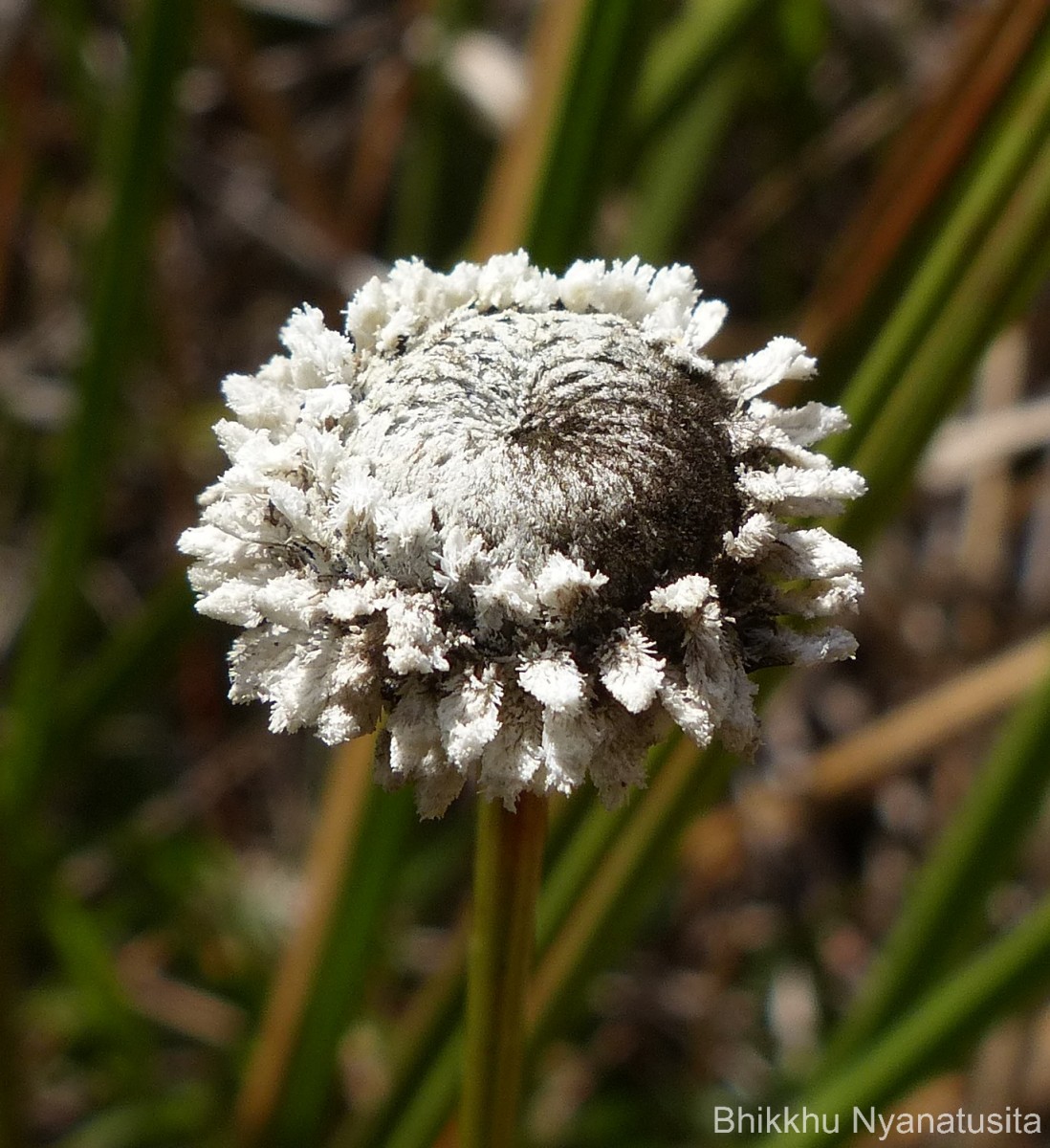 Eriocaulon philippo-coburgii Szyszyl. ex Wawra